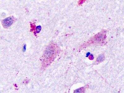 Immunohistochemistry-Paraffin: Histamine H3R Antibody - BSA Free [NLS3262]