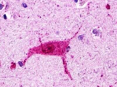 Immunohistochemistry-Paraffin: Histamine H3R Antibody - BSA Free [NLS476]