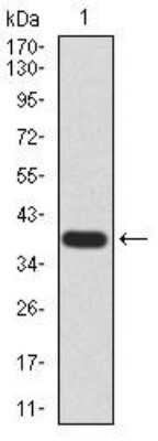 Western Blot: Histone Deacetylase 2/HDAC2 Antibody (4C10C3)BSA Free [NBP2-52479]