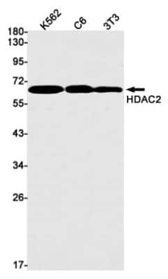 Western Blot: Histone Deacetylase 2/HDAC2 Antibody (S06-4E4) [NBP3-14893]