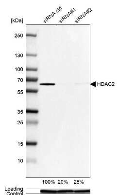 Western Blot: Histone Deacetylase 2/HDAC2 Antibody [NBP1-87109]