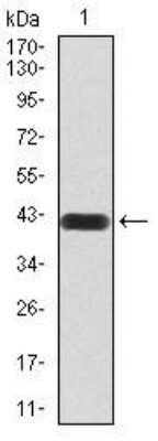 Western Blot: Histone Deacetylase 4/HDAC4 Antibody (7E2E6)BSA Free [NBP2-52481]