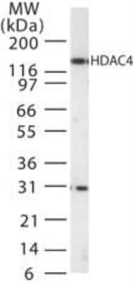 Western Blot: Histone Deacetylase 4/HDAC4 Antibody [NB100-56341]