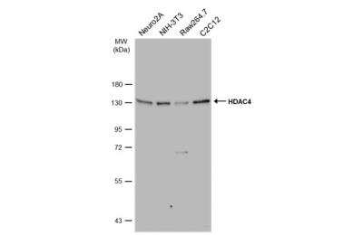 Western Blot: Histone Deacetylase 4/HDAC4 Antibody [NBP2-16793]