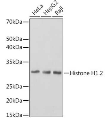 Western Blot: Histone H1.2 Antibody (9T9Q7) [NBP3-15291]