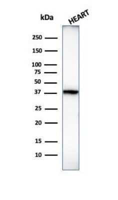 Western Blot: H1F0 Antibody (1415-1)Azide and BSA Free [NBP2-47752]