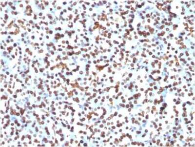 Immunohistochemistry-Paraffin: H1F0 Antibody (1415-1) - IHC-Prediluted [NBP2-48078]