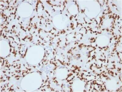 Immunohistochemistry-Paraffin: H1F0 Antibody (1415-1) - IHC-Prediluted [NBP2-48078]