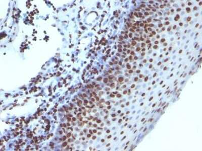 Immunohistochemistry-Paraffin: H1F0 Antibody (1415-1) [NBP2-45181]