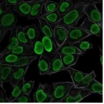 Immunocytochemistry/ Immunofluorescence: H1F0 Antibody (AE-4) [NBP2-45182]