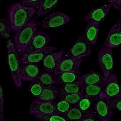 Immunocytochemistry/ Immunofluorescence: Histone H1 Antibody (HH1/957) - Azide and BSA Free [NBP2-47754]