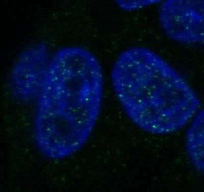 Immunocytochemistry/ Immunofluorescence: Histone H1 Antibody (HH1/957) - Azide and BSA Free [NBP2-47754]