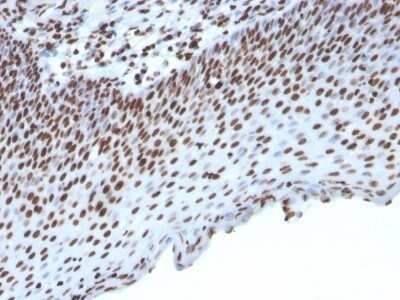 Immunohistochemistry-Paraffin: Histone H1 Antibody (HH1/957) - Azide and BSA Free [NBP2-47754]