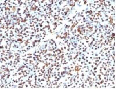 Immunohistochemistry-Paraffin: Histone H1 Antibody (HH1/957) - Azide and BSA Free [NBP2-47754]