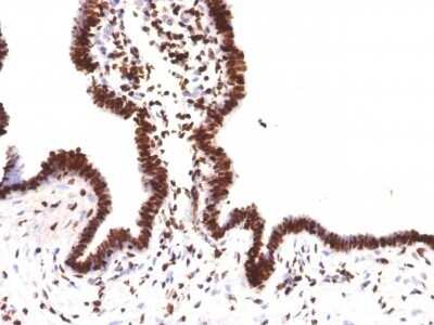 Immunohistochemistry-Paraffin: Histone H1 Antibody (HH1/957) [NBP2-45184]