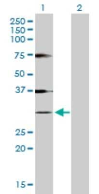 Western Blot: Histone H1.1 Antibody [H00003024-D01P]