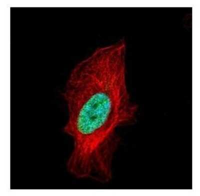 Immunocytochemistry/ Immunofluorescence: Histone H1.2 Antibody [NBP2-16845]