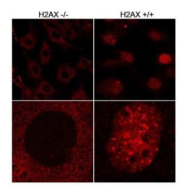 Immunocytochemistry/ Immunofluorescence: Histone H2AX Antibody [NB100-638]