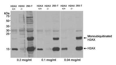 Western Blot: Histone H2AX Antibody [NB100-638]