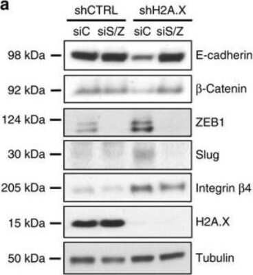 Western Blot: Histone H2AX Antibody [NB100-638]