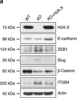Western Blot: Histone H2AX Antibody [NB100-638]