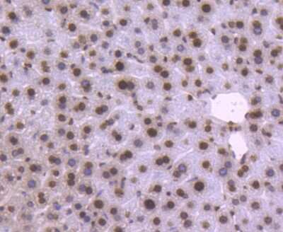 Immunohistochemistry-Paraffin: Histone H2B Antibody (SD20-63) [NBP2-67753]