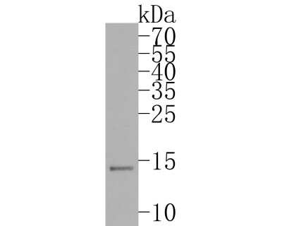 Western Blot: Histone H3.3 Antibody (ST50-08) [NBP2-67530]