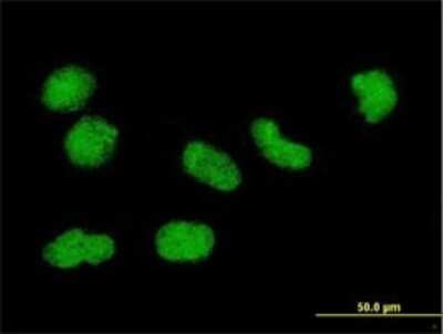 Immunocytochemistry/ Immunofluorescence: Histone H3.3B Antibody (2D7-H1) [H00003021-M01]