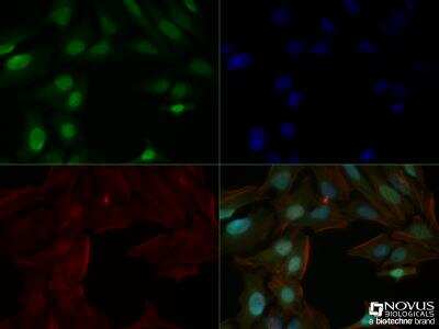 Immunocytochemistry/ Immunofluorescence: Histone H3 Antibody (1B1-B2) - BSA Free [NBP2-36468]