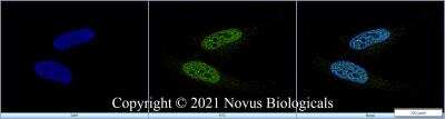 Immunocytochemistry/ Immunofluorescence: Histone H3 Antibody - BSA Free [NB500-171]
