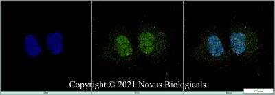 Immunocytochemistry/ Immunofluorescence: Histone H3 Antibody - BSA Free [NB500-171]