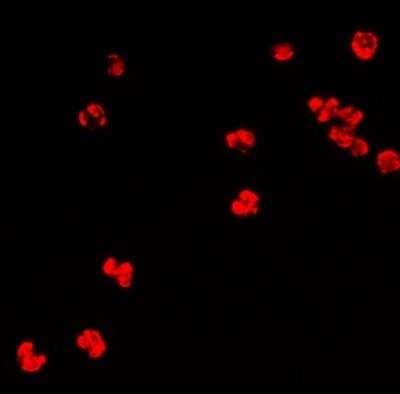 Immunocytochemistry/ Immunofluorescence: Histone H3 Antibody - BSA Free [NB500-171]