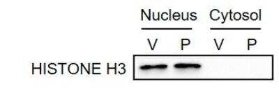 Western Blot: Histone H3 AntibodyBSA Free [NB500-171]