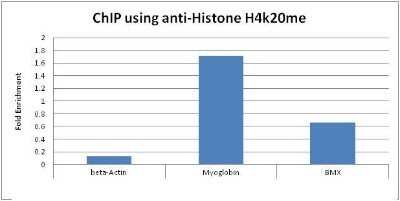 ELISA: Histone H4 Antibody (5E10-D8) - Azide and BSA Free [NBP2-80771]