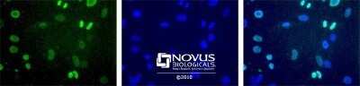 Immunocytochemistry/ Immunofluorescence: Histone H4 Antibody (5E10-D8) - Azide and BSA Free [NBP2-80771]