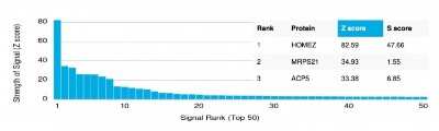 Protein Array: Homez Antibody (PCRP-HOMEZ-1A5) [NBP3-07257]