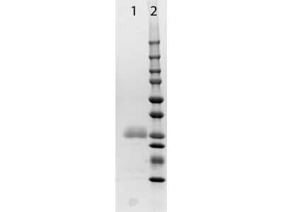 SDS-PAGE: Horse IgG, Fab2 Native Protein [NBP1-96781]