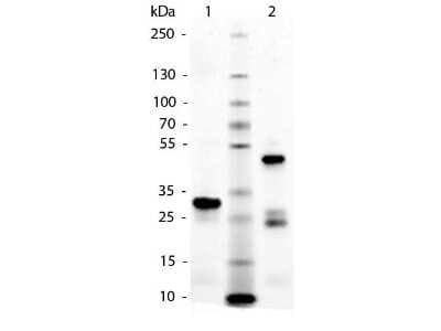 SDS-PAGE: Horse IgG, Fc Native Protein [NBP1-97034]