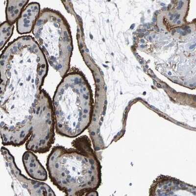 Immunohistochemistry-Paraffin: Host cell factor C2 Antibody [NBP1-92004]