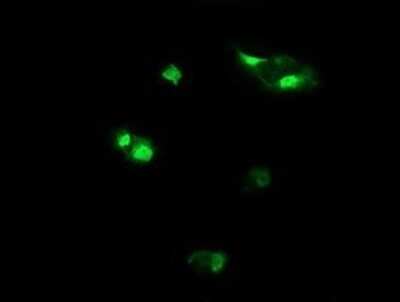 Immunocytochemistry/ Immunofluorescence: Host cell factor C2 Antibody (OTI5H9) - Azide and BSA Free [NBP2-71862]