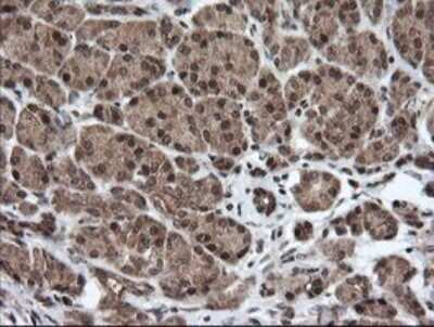 Immunohistochemistry: Host cell factor C2 Antibody (OTI5H9) - Azide and BSA Free [NBP2-71862]