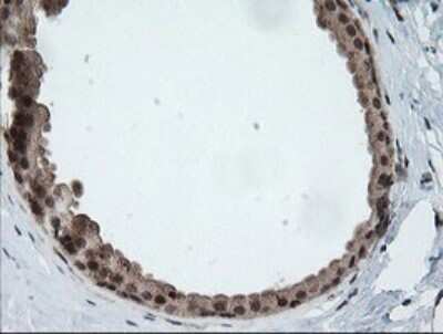 Immunohistochemistry: Host cell factor C2 Antibody (OTI5H9) [NBP2-45733]