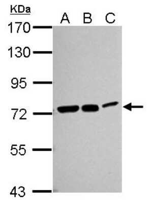 Western Blot: HSPA8/HSC71/Hsc70 Antibody [NBP2-16882]