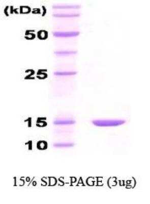SDS-PAGE: Recombinant E. coli HSP10/EPF Protein [NBC1-18354]