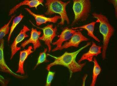 Immunocytochemistry/ Immunofluorescence: HSP27 Antibody (6H11) [NBP2-25149]