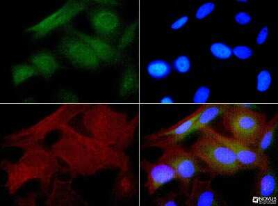 Immunocytochemistry/ Immunofluorescence: HSP27 Antibody - BSA Free [NBP1-75477]