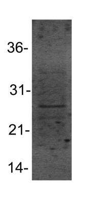 Western Blot: HSP27 AntibodyBSA Free [NBP1-75477]