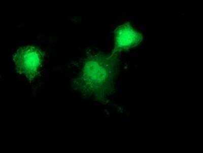 Immunocytochemistry/ Immunofluorescence: HSP40/DNAJB1 Antibody (OTI1F9) [NBP2-03433]