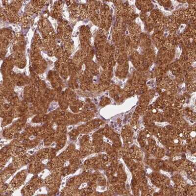 Immunohistochemistry-Paraffin: Hsp40/DNAJC25 Antibody [NBP1-90037]