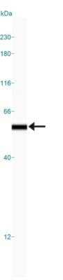 Simple Western: Hsp47 Antibody (M16.10A1) [NBP1-97491]
